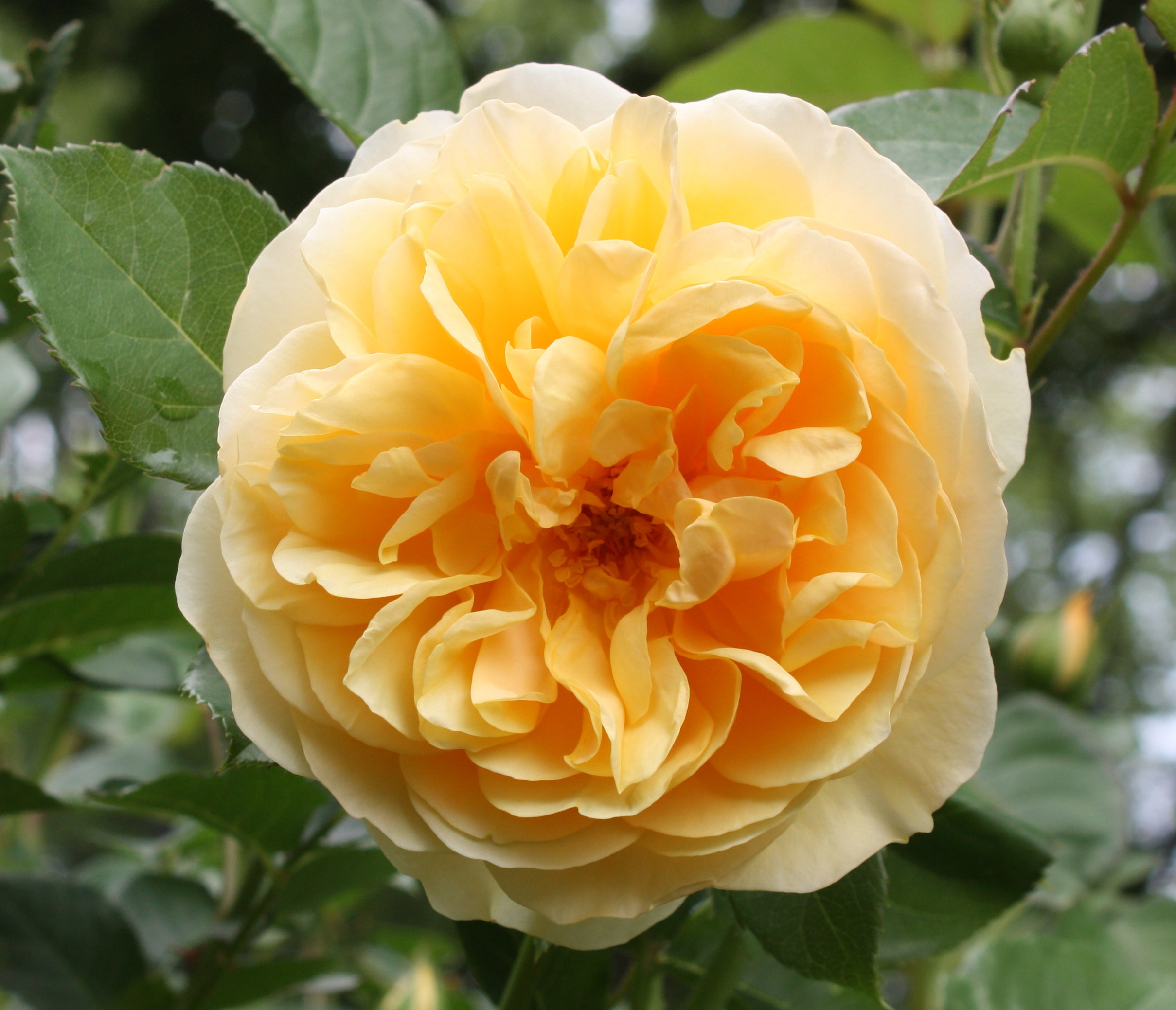 Lichfield Angel rose | The Rose Journal
